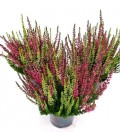Calluna Beauty Lady  Bicolor Ø 9.50