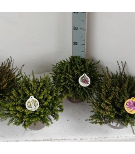 Erica Darleyensis mix Ø 17