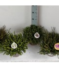 Erica Darleyensis mix Ø 17