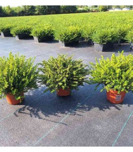 Erica Darleyensis mix Ø 13