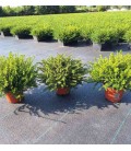 Erica Darleyensis mix Ø 13