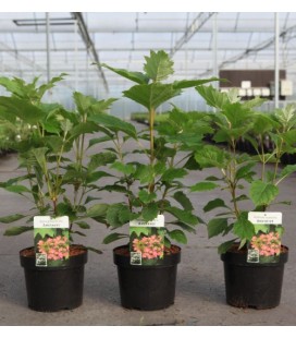 Hortensia Querci amethyst Ø 20