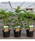 Hortensia Querci amethyst Ø 20