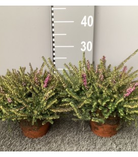 Bruyere erica darlyensis Tryo Ø 15