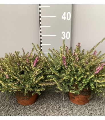 Bruyere erica darlyensis Tryo Ø 15