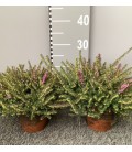 Bruyere erica darlyensis Tryo Ø 15