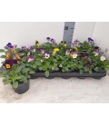 Pensee VIOLA  F1 Ø 09