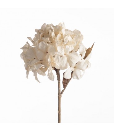 Hortensia stabilisé