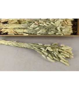 Lagurus naturel botte 100g 