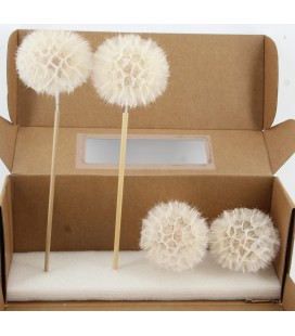 Dandelion blanchi xxxl