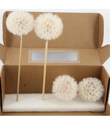 Dandelion blanchi xxxl