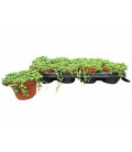 Senecio pot de 12