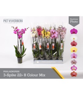 Phalaeno Ø 12 h 65 mix 3 b