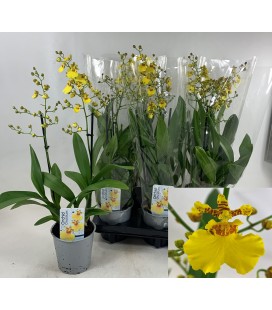 Oncidium pot de 12 H 50 2 b