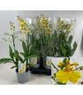 Oncidium pot de 12 XXL