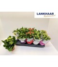 Kalanchoe mix Ø12
