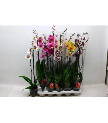 Phalaenopsis Ø12 h 70 mix 2 b