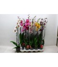 Phalaenopsis Ø12 h 70 mix 2 b