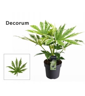 Fastia variegata pot de 17 h 55