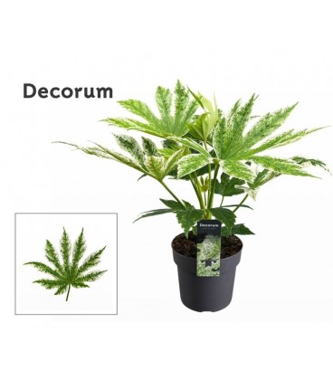 Fatsia variegata pot de 17 H 60 cm