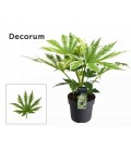 Fastia variegata pot de 17 h 55