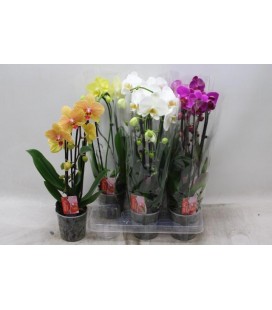 Phalaeno Cascade Mix Ø12 h 45