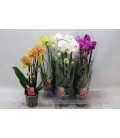 Phalaeno Cascade Mix Ø12 h 45