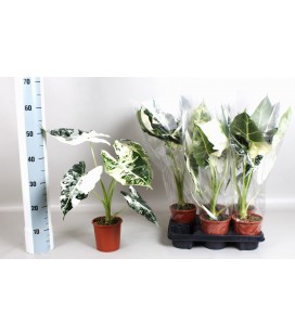 Alocasia Ø 13 h 50