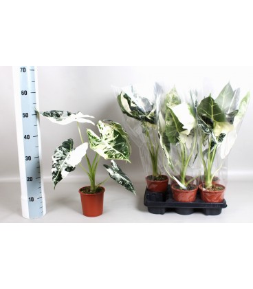 Alocasia pot 17cm