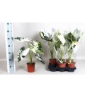 Alocasia Ø 13 h 50