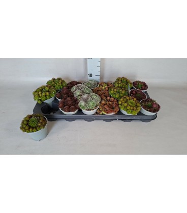 Sempervivum Ø 13 h 17