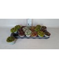 Sempervivum Ø 13 h 17