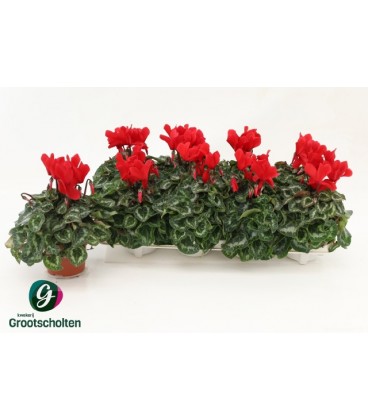 Cyclamen mini sup allure Ø 10.5