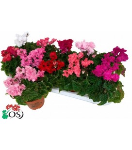 Cyclamen Carino pot de 10.5