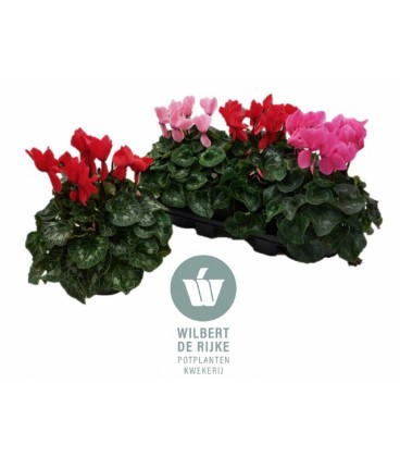 Cyclamen pot de 17 Mammoth mix