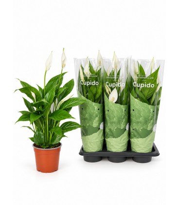 Spathiphyllium Bingo cup Ø 17 h 70