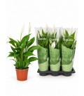 Spathiphyllium Bingo cup Ø 17 h 70