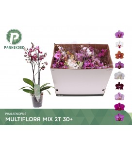 Phalaenopsis MF Ø12 h 50 mix 2 b