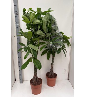 Pachira aquatica pot de 24 h 140
