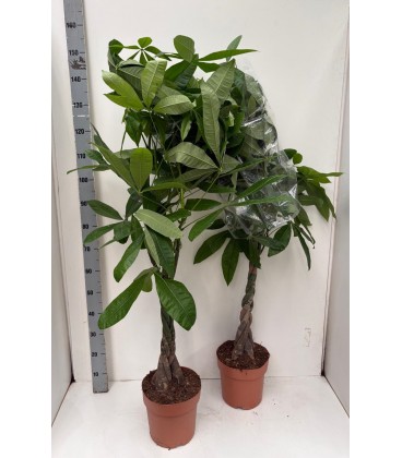 Pachira aquatica pot de 21 h 120