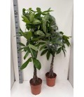 Pachira aquatica pot de 21 h 120