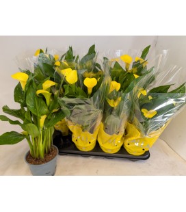 Calla Sunclub Pot de 14