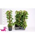 Pothos Tuteur pot de 19 H 90