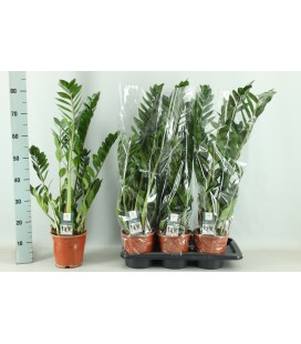 Zamioculcas Ø17 h 80 cm