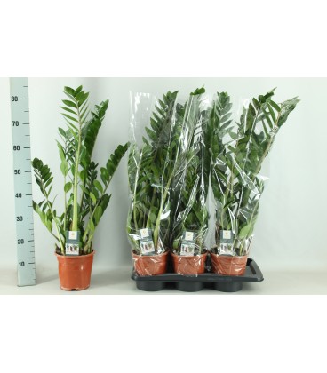 Zamioculcas Ø17 h 65 cm