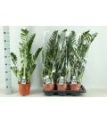 Zamioculcas Ø17 h 65 cm