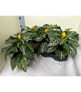 Aphelandra pot de 13