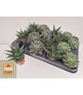 Succulentes mix Ø 06