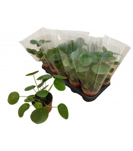 Pilea Ø 12