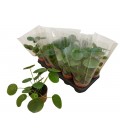 Pilea Ø 12